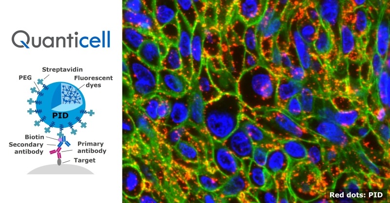 Quanticell: An immunostaining service enabling high-sensitivity, quantitative, and localization analysis